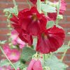 Alcea rosea 'Pleniflora' - P13-mix barev