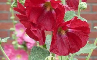 Alcea rosea 'Pleniflora'