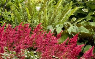 Astilbe arendsii 'Fanal'