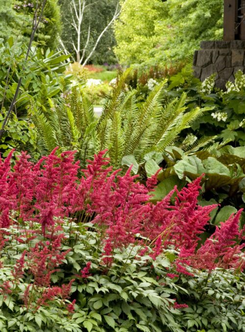 Astilbe arendsii 'Fanal' - Obrázek 1