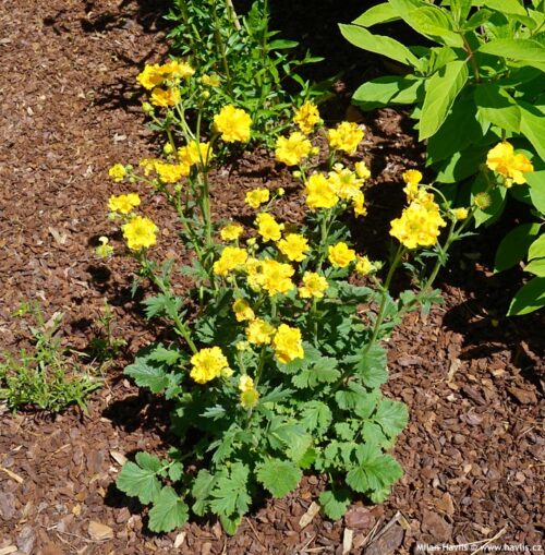 Geum chiloense Kuklík čilský 'Lady Stratheden', K9x9 - Obrázek 1