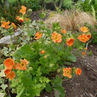 Geum coccineum ‘Orange Queen’ K9x9