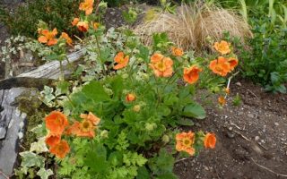 Geum coccineum ‘Orange Queen’ K9x9