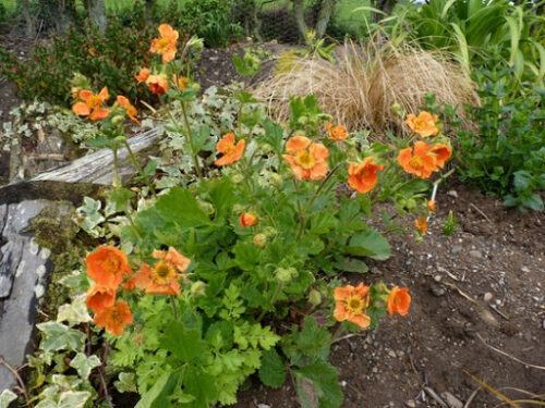 Geum coccineum ‘Orange Queen’ K9x9 - Obrázek 1