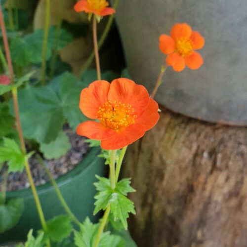 Geum coccineum ‘Orange Queen’ K9x9 - Obrázek 2