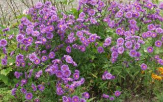 Aster novi–belgii ‘Schöne von Dietlikon’ K9x9