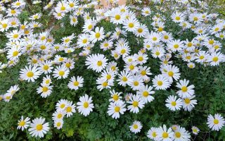 Chrysanthemum arcticum h9