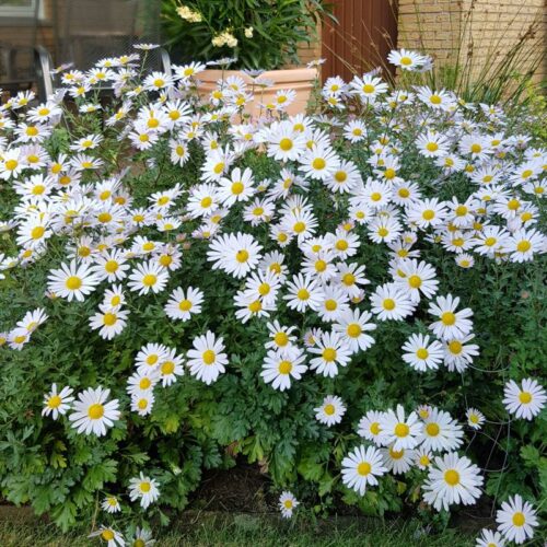 Chrysanthemum arcticum h9 - Obrázek 1