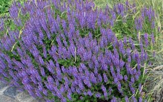 Salvia nemorosa Šalvěj hajní, P9 – odr. Blauhügel