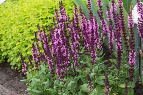 Salvia nemorosa 'Rosakönigin' - Obrázek 1