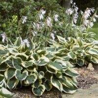 Hosta x fortunei 'Patriot'