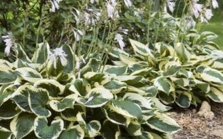 Hosta x fortunei 'Patriot'