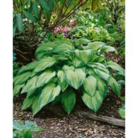Hosta fortunei Albopicta, k11