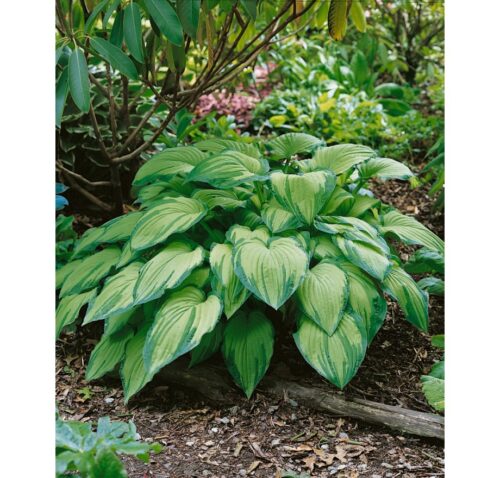 Hosta fortunei Albopicta, k11 - Obrázek 1