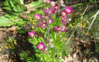 Anemone x lesseri Sasanka, K9x9