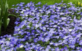 Anemone blanda ‘Blue Shades’, K9x9