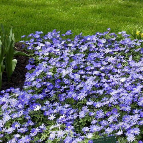 Anemone blanda ‘Blue Shades’, K9x9 - Obrázek 1