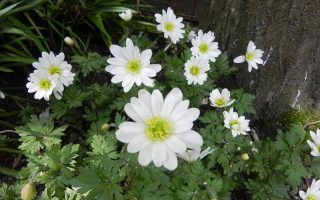 Anemone blanda ‘White Splendour’ K9x9