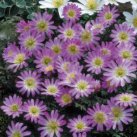 Anemone blanda ‘Charmer’ K9x9