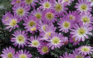 Anemone blanda ‘Charmer’ K9x9