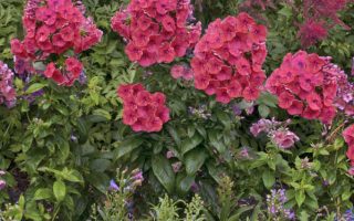 Phlox paniculata Plamenka latnatá, ‘Flame Red’ K11x11