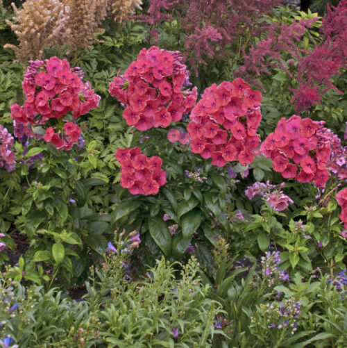 Phlox paniculata Plamenka latnatá, ‘Flame Red’ K11x11 - Obrázek 1