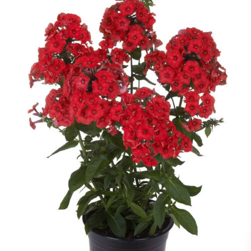 Phlox paniculata Plamenka latnatá, ‘Flame Red’ K11x11 - Obrázek 2