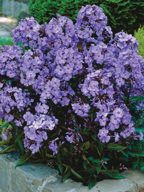 Phlox paniculata Plamenka latnatá, ‘Blue Paradise’ K11x11 - Obrázek 1