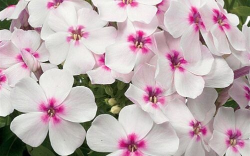 Phlox paniculata Plamenka latnatá, ‘Flame White Eye’ K11x11 - Obrázek 2