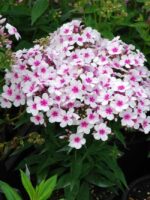 Phlox paniculata Plamenka latnatá, ‘Flame White Eye’ K11x11