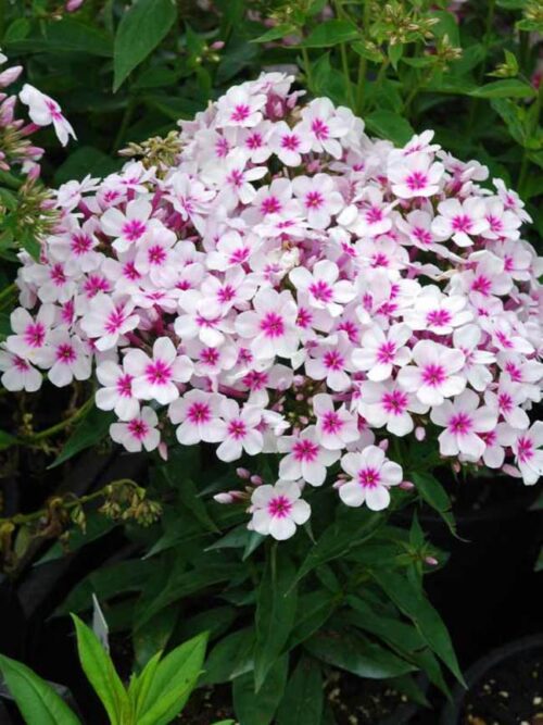 Phlox paniculata Plamenka latnatá, ‘Flame White Eye’ K11x11 - Obrázek 1