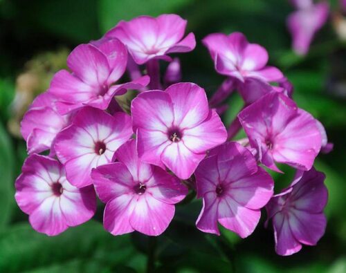 Phlox paniculata Plamenka latnatá, ‘Flame Purple Eye’ K11x11 - Image 2
