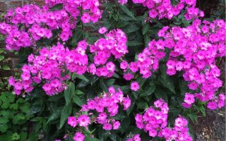 Phlox paniculata Plamenka latnatá, ‘Flame Purple Eye’ K11x11