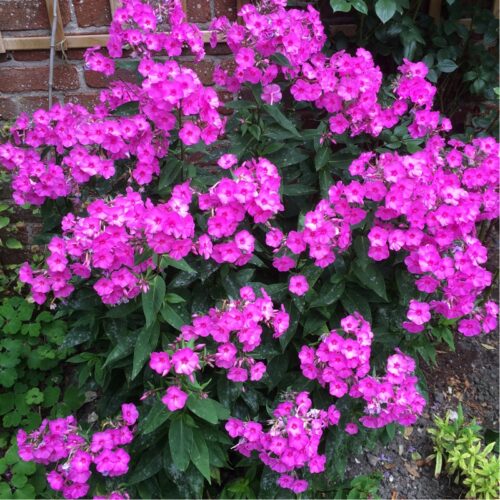 Phlox paniculata Plamenka latnatá, ‘Flame Purple Eye’ K11x11 - Image 1