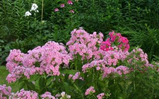 Phlox paniculata Plamenka latnatá ‘Peppermint Twist’ K11x11
