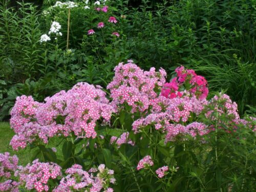 Phlox paniculata Plamenka latnatá ‘Peppermint Twist’ K11x11 - Obrázek 1