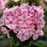 Phlox paniculata Plamenka latnatá ‘Peppermint Twist’ K11x11 - Obrázek 2