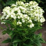 Phlox paniculata Plamenka latnatá, ‘Jade’ K11x11