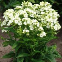 Phlox paniculata Plamenka latnatá, ‘Jade’ K11x11