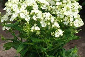 Phlox paniculata Plamenka latnatá, ‘Jade’ K11x11