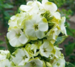 Phlox paniculata Plamenka latnatá, ‘Jade’ K11x11 - Obrázek 2