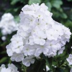 Phlox paniculata Plamenka latnatá, ‘David’ K11x11 - Image 2