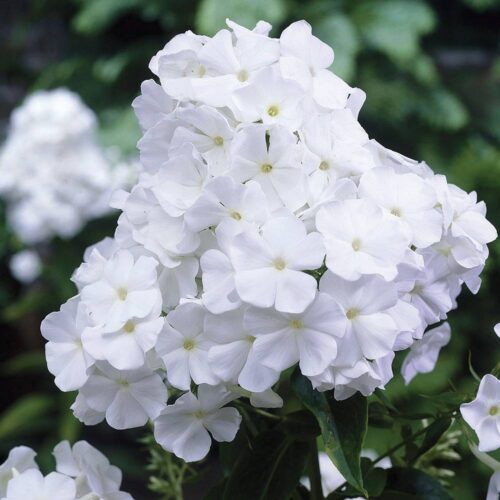 Phlox paniculata Plamenka latnatá, ‘David’ K11x11 - Image 2