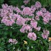 Phlox paniculata 'Bright eyes' - P11