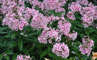 Phlox paniculata 'Bright eyes'