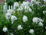 Phlox paniculata Plamenka latnatá, ‘David’ K11x11