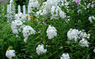 Phlox paniculata Plamenka latnatá, ‘David’ K11x11