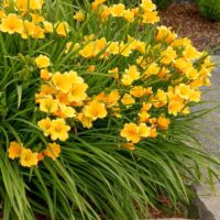 Hemerocallis hybrida 'Mini Stella'