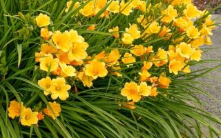 Hemerocallis hybrida 'Mini Stella'