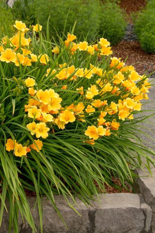 Hemerocallis hybrida 'Mini Stella' - Obrázek 1